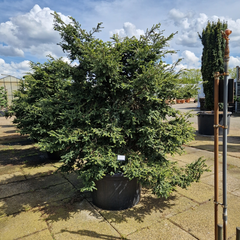 Planta naturala H250cm Tsuga canadensis Verkade Recurved PS120/ in pamant