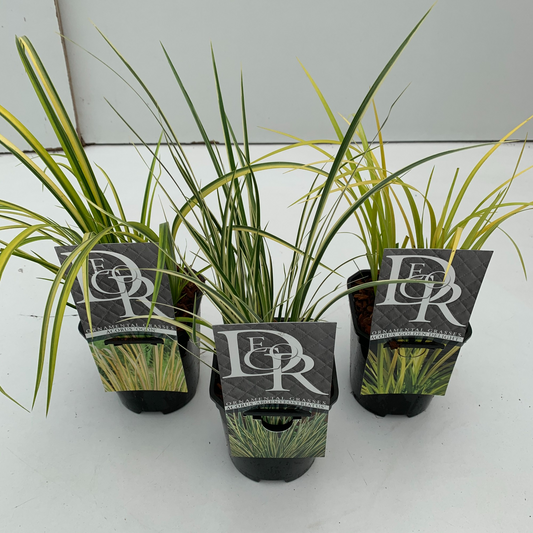 Planta naturala H25cm Acorus gramineus mix PS13/ in pamant