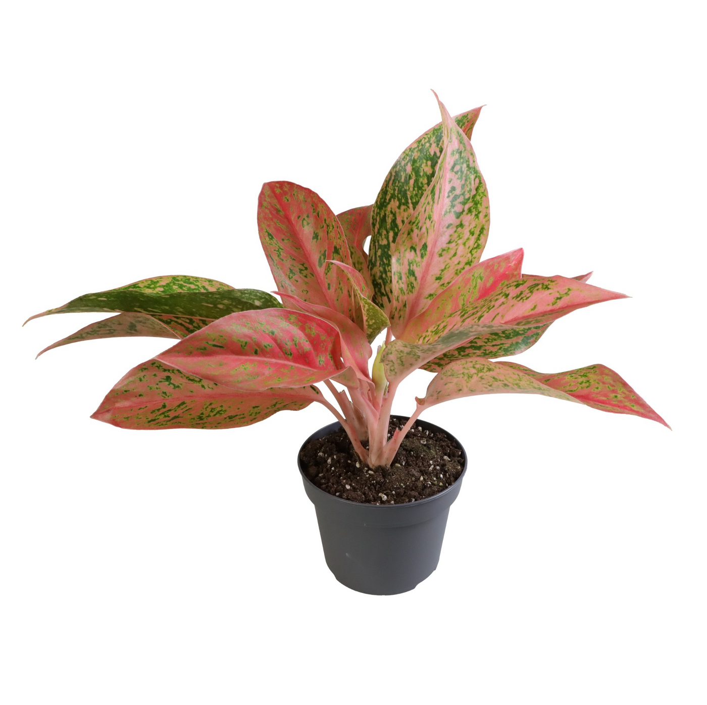 Planta naturala H25cm Aglaonema Crete Fire PS12/ in pamant