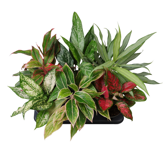 Planta naturala H25cm Aglaonema mix PS12/ in pamant
