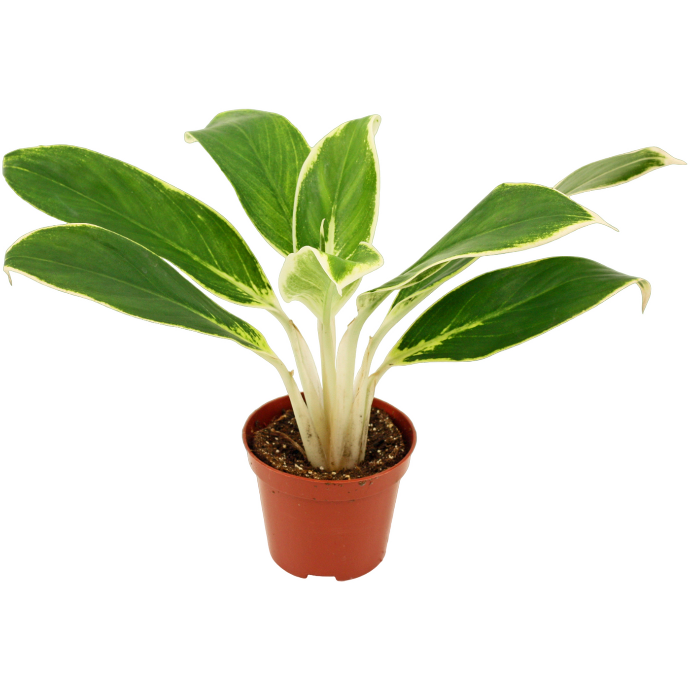 Planta naturala H25cm Aglaonema 'White Lime' PS9/ in pamant