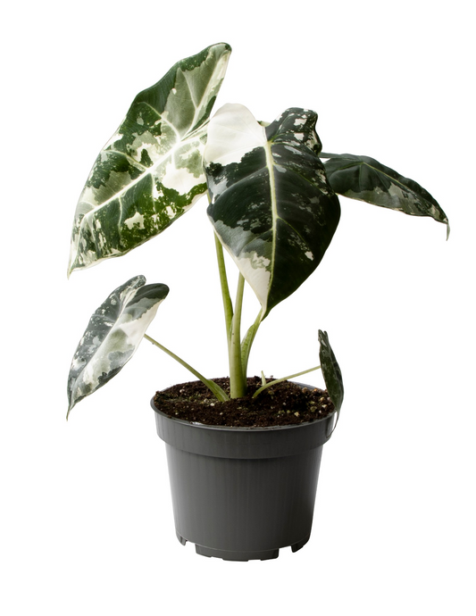 Planta naturala H25cm Alocasia Frydek Variegata PS12/ in pamant