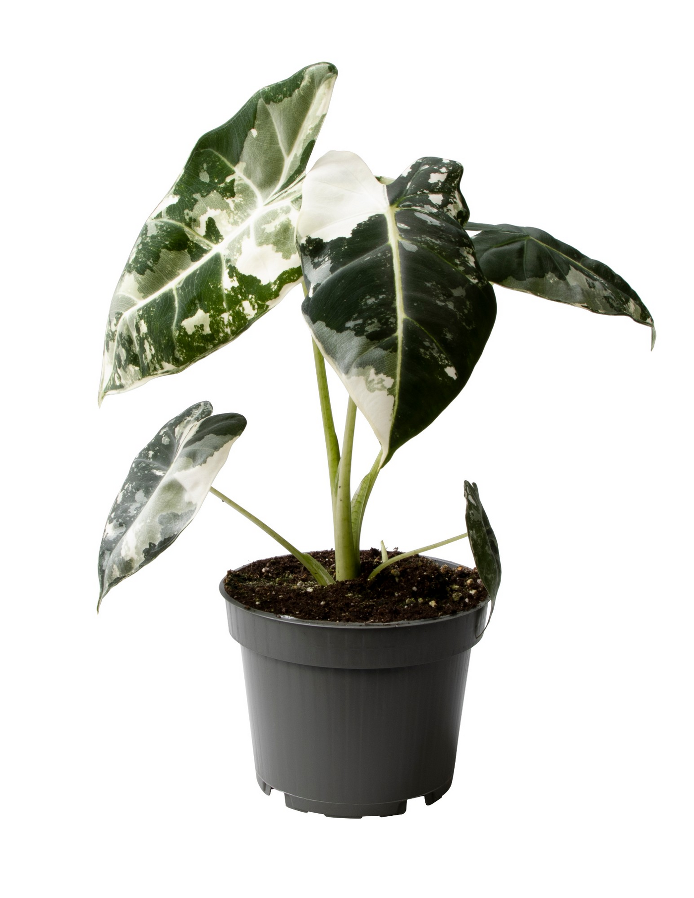 Planta naturala H25cm Alocasia Frydek Variegata PS12/ in pamant