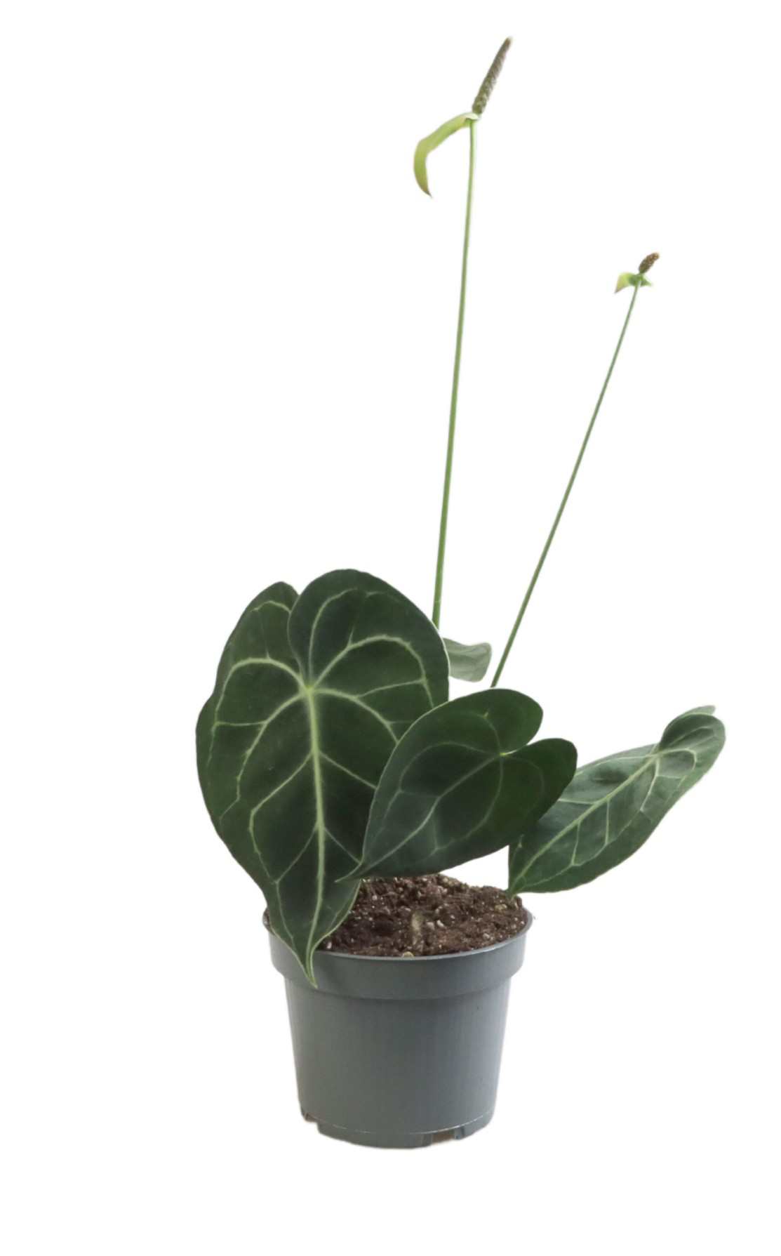 Planta naturala H25cm Anthurium Clarinervium PS12/ in pamant