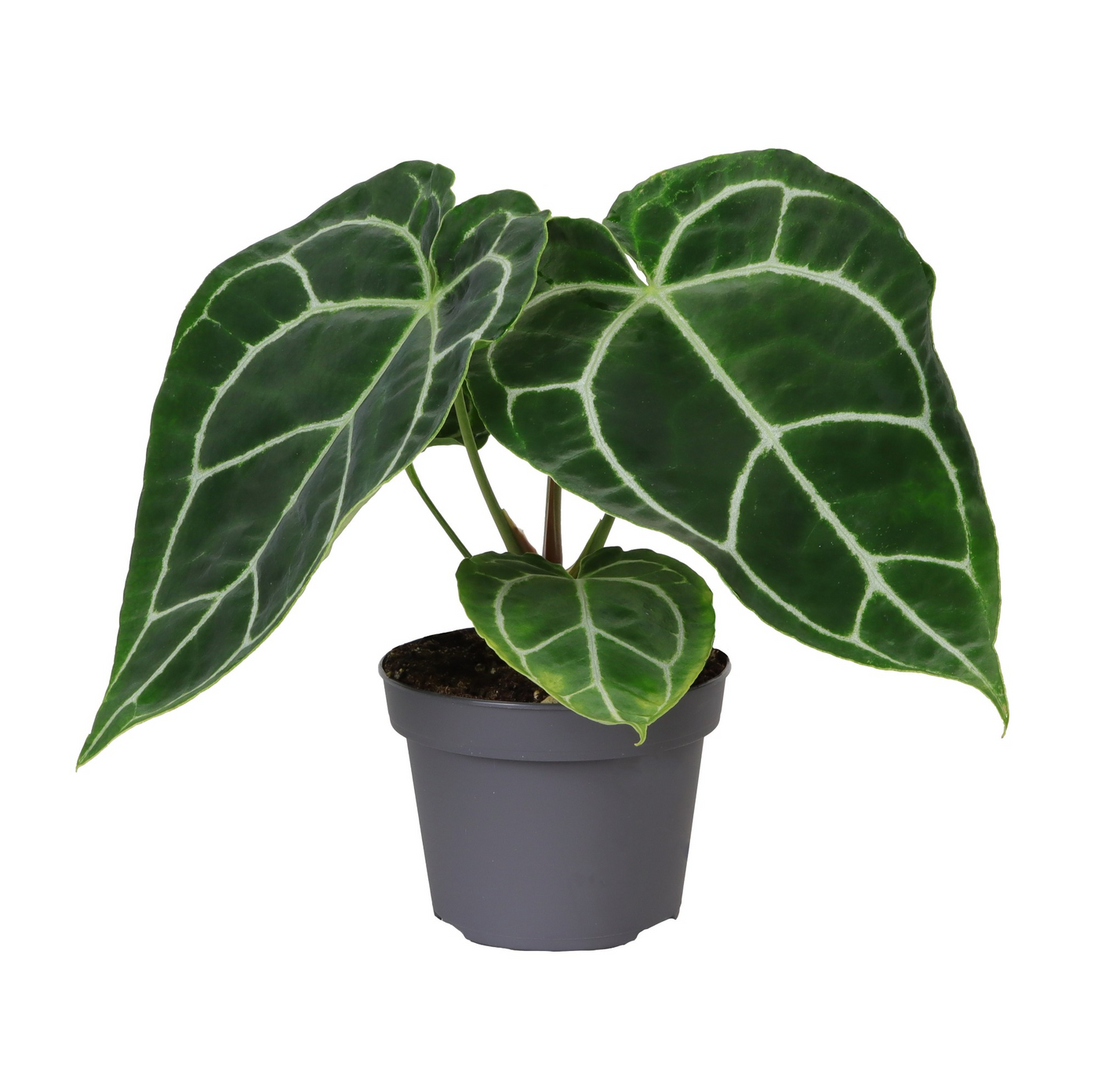 Planta naturala H25cm Anthurium crystallinum PS12/ in pamant