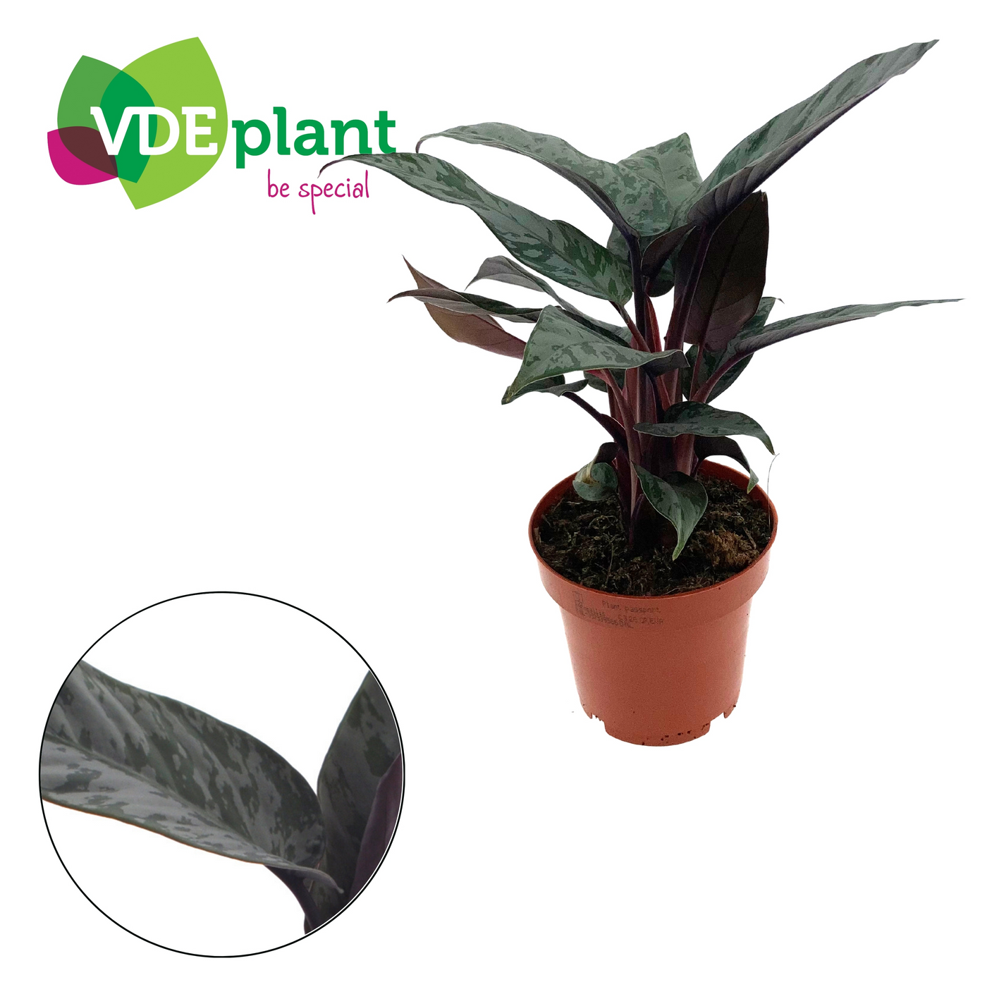 Planta naturala H25cm Apoballis Acuminatissima Red Sword PS12/ in pamant