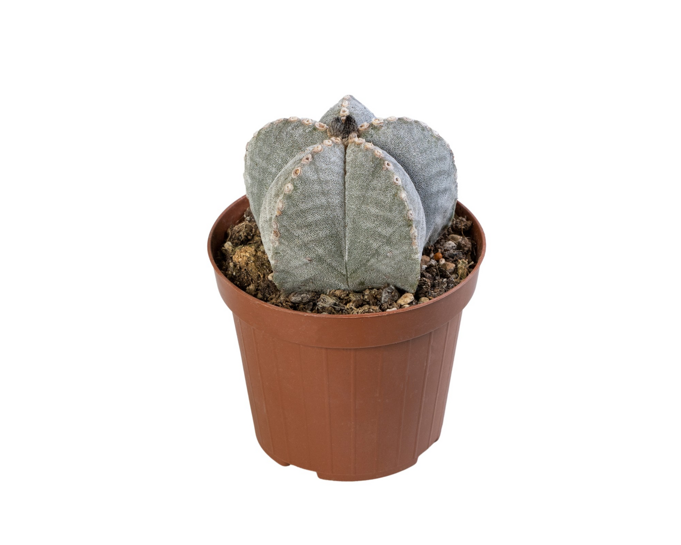 Planta naturala H25cm Astrophytum myriostigma PS12/ in pamant