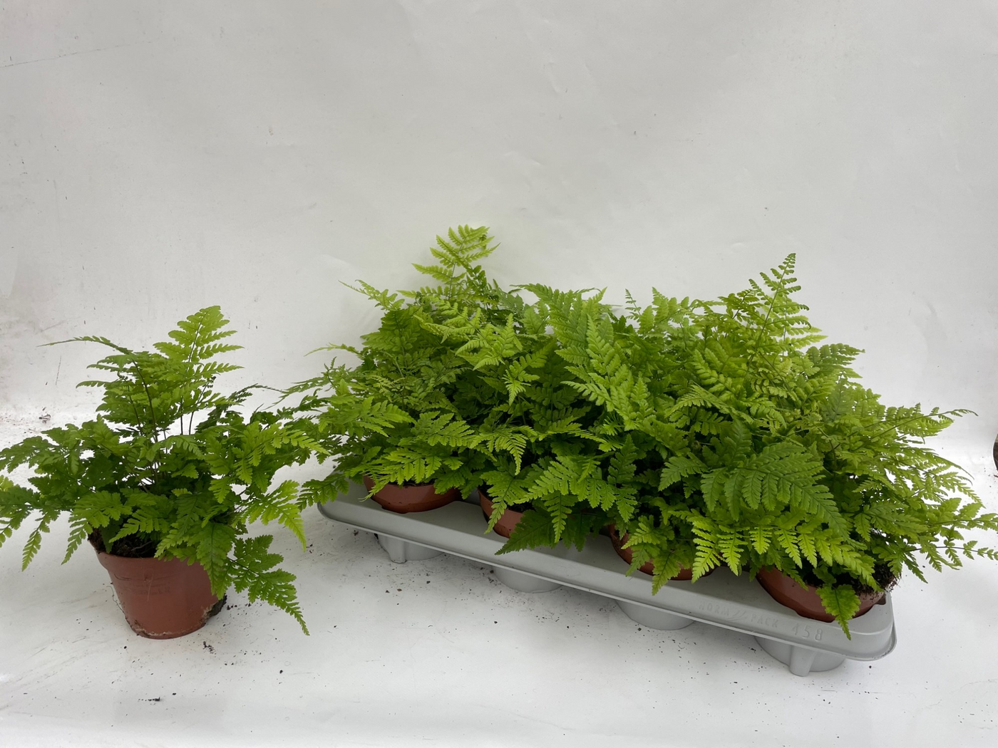 Planta naturala H25cm Athyrium Spicatum PS12/ in pamant