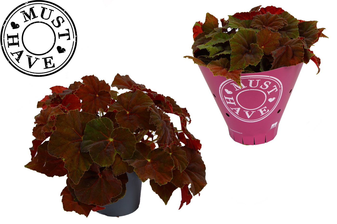 Planta naturala H25cm Begonia Amber Love PS13/ in pamant