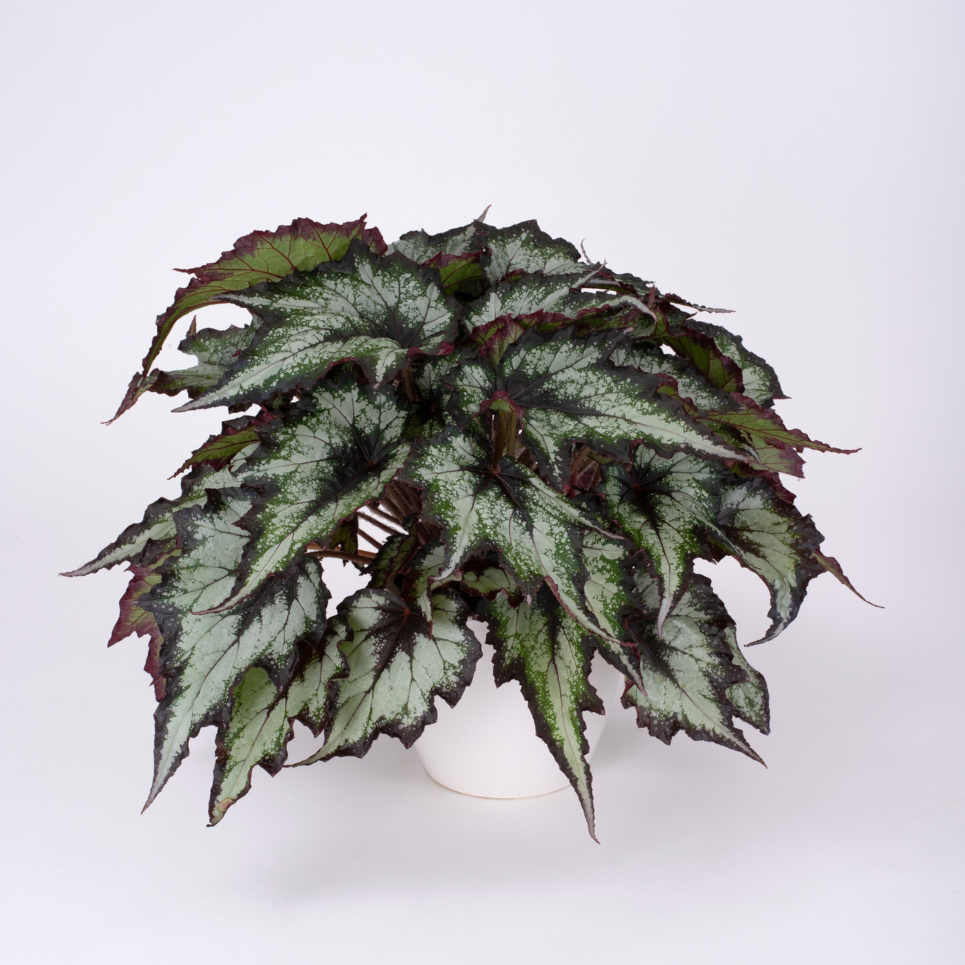 Planta naturala H25cm Begonia Green Valley PS13/ in pamant