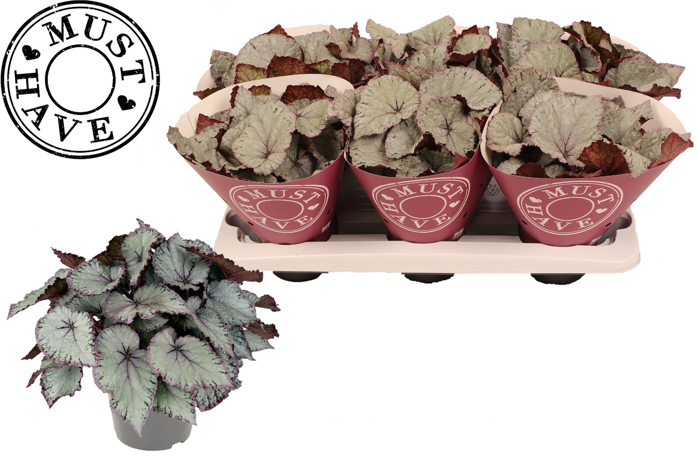 Planta naturala H25cm Begonia Hawaiian Silver PS13/ in pamant