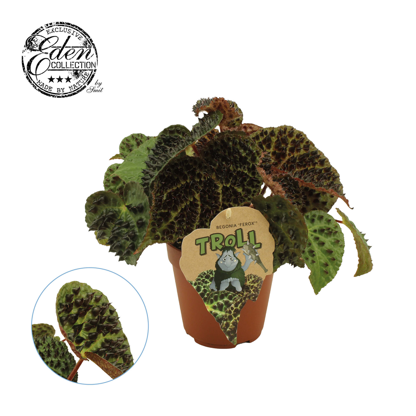 Planta naturala H25cm Begonia rex Ferox PS12/ in pamant