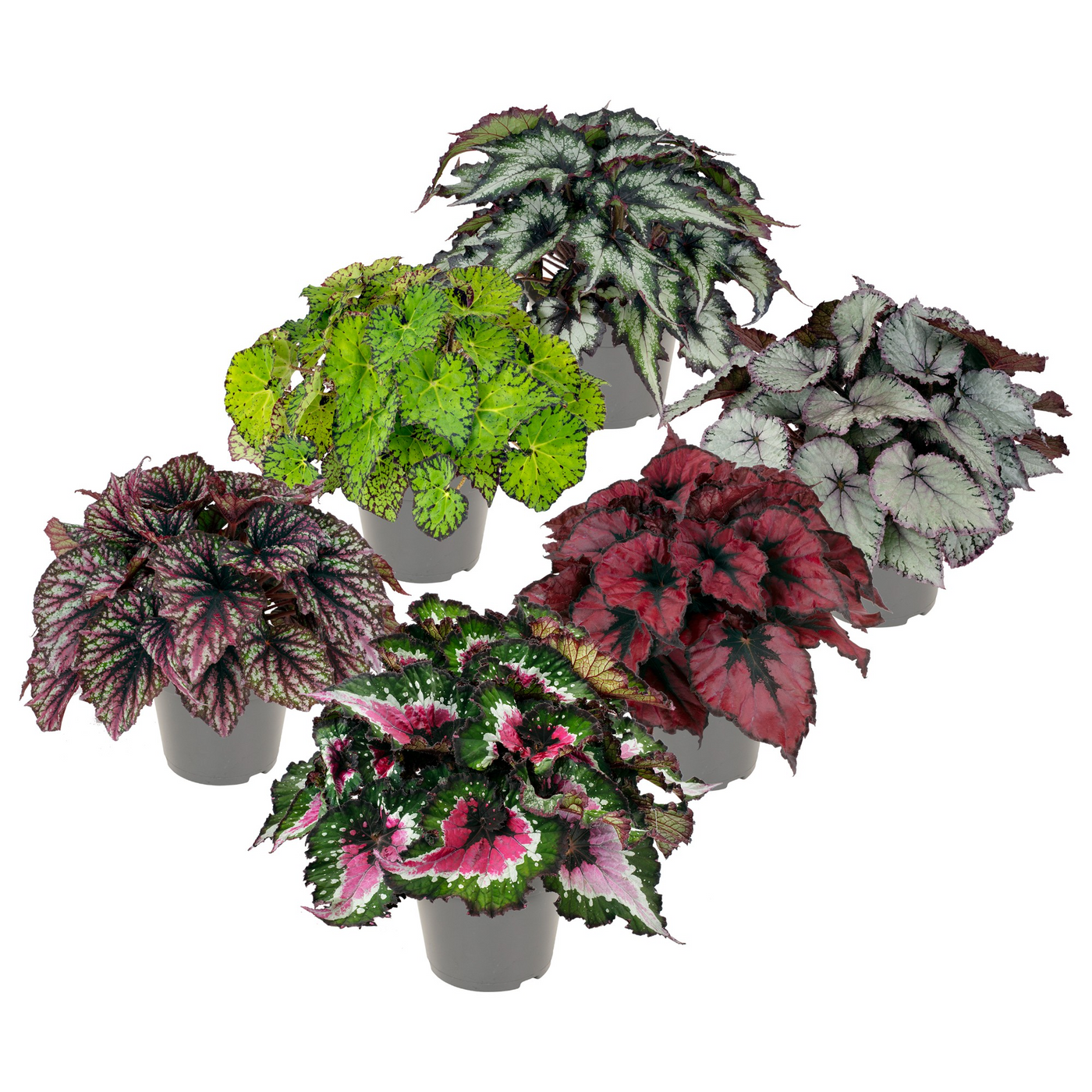 Planta naturala H25cm Begonia Rex mix PS13/ in pamant