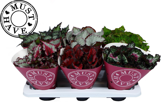 Planta naturala H25cm Begonia Rex mix PS13/ in pamant