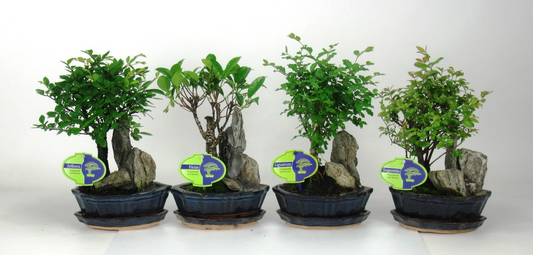 Planta naturala H25cm Bonsai mix indoor with rock PS16/ in pamant