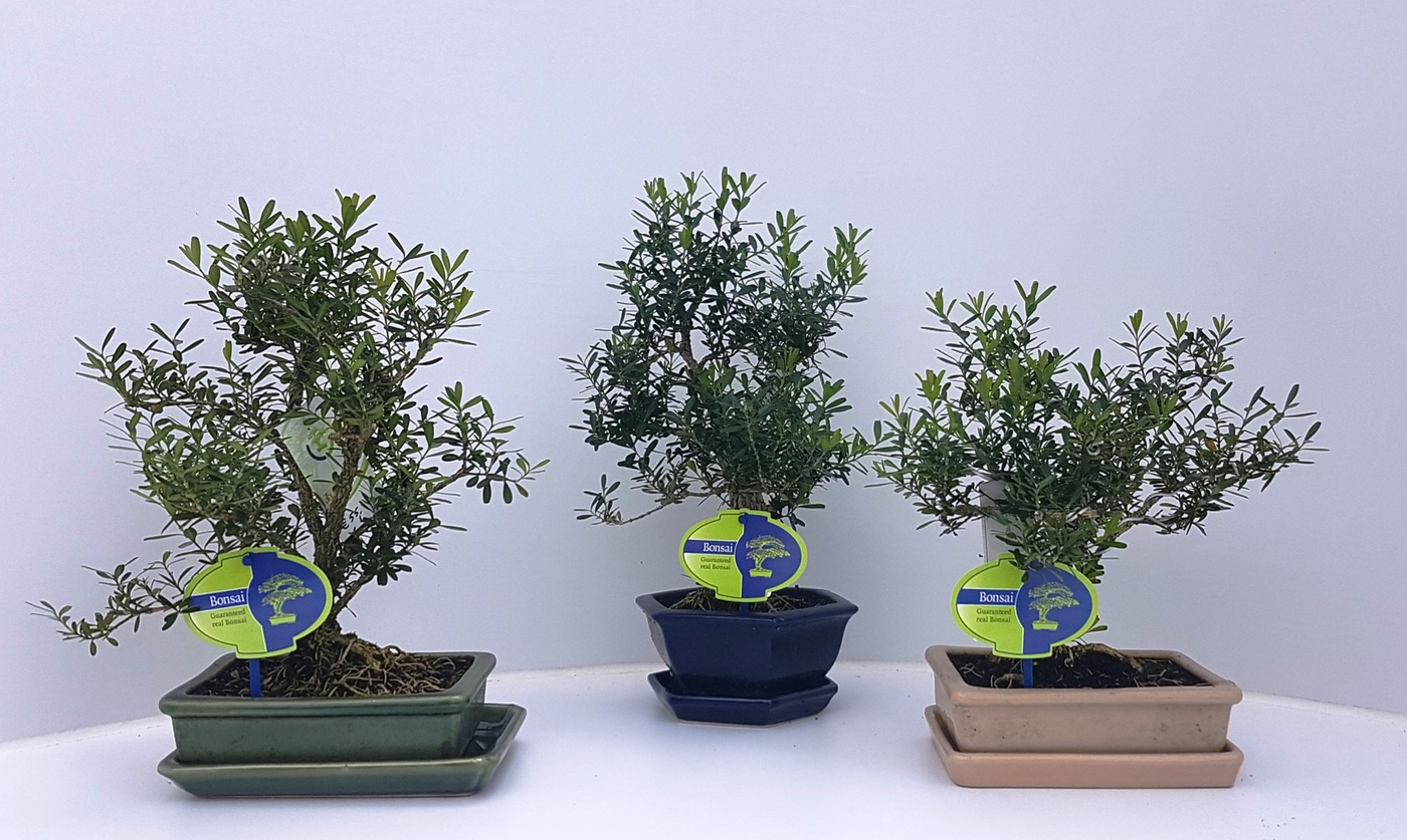 Planta naturala H25cm Buxus harlandii PS15/ in pamant