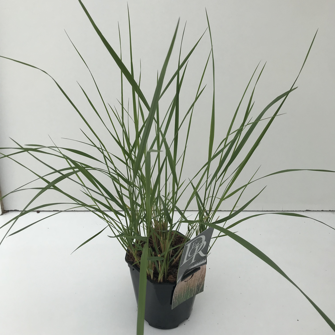 Planta naturala H25cm Calamagrostis acutiflora 'Karl Foerster' PS17/ in pamant