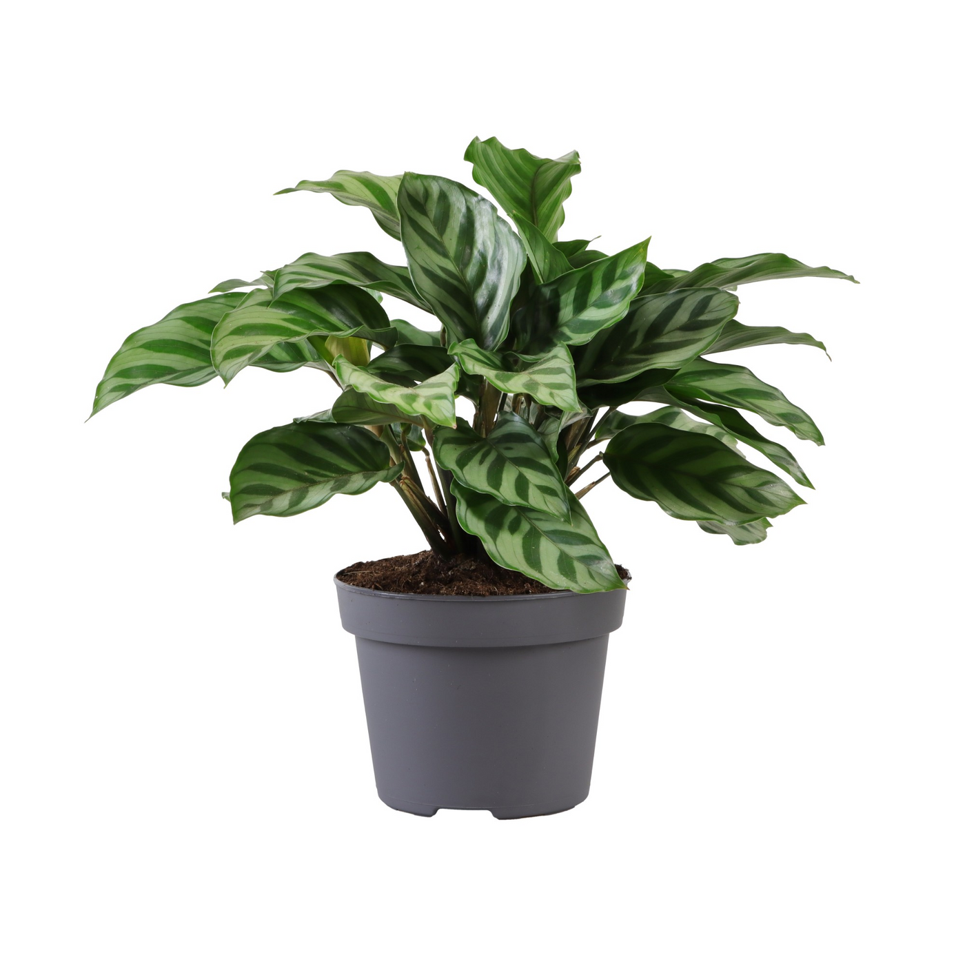Planta naturala H25cm Calathea 'Freddie' PS12/ in pamant