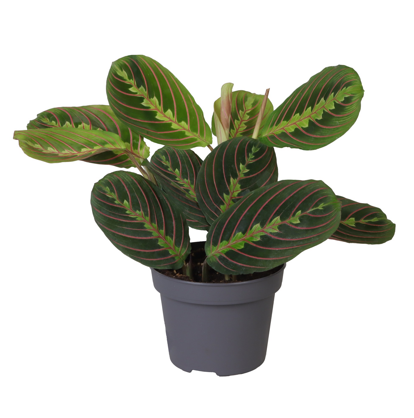 Planta naturala H25cm Calathea Leuconeura Red Stripe PS12/ in pamant