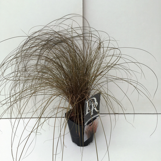 Planta naturala H25cm Carex comans 'Bronze Form' PS13/ in pamant