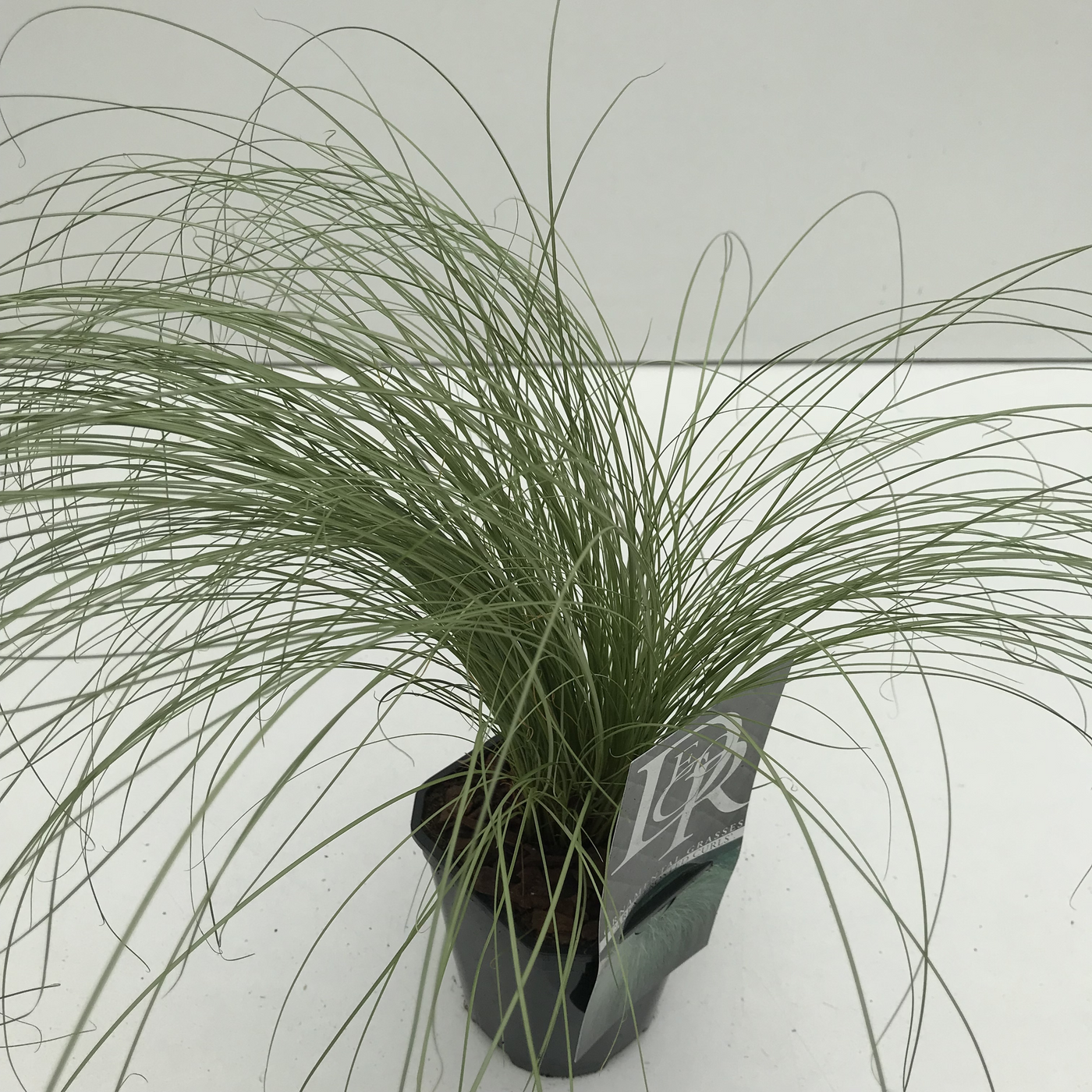 Planta naturala H25cm Carex comans 'Frosted Curls' PS13/ in pamant
