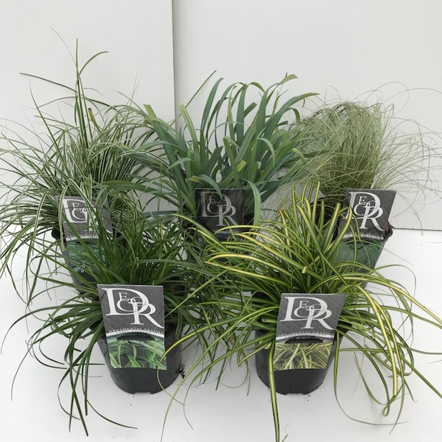 Planta naturala H25cm Carex Everest mix PS17/ in pamant