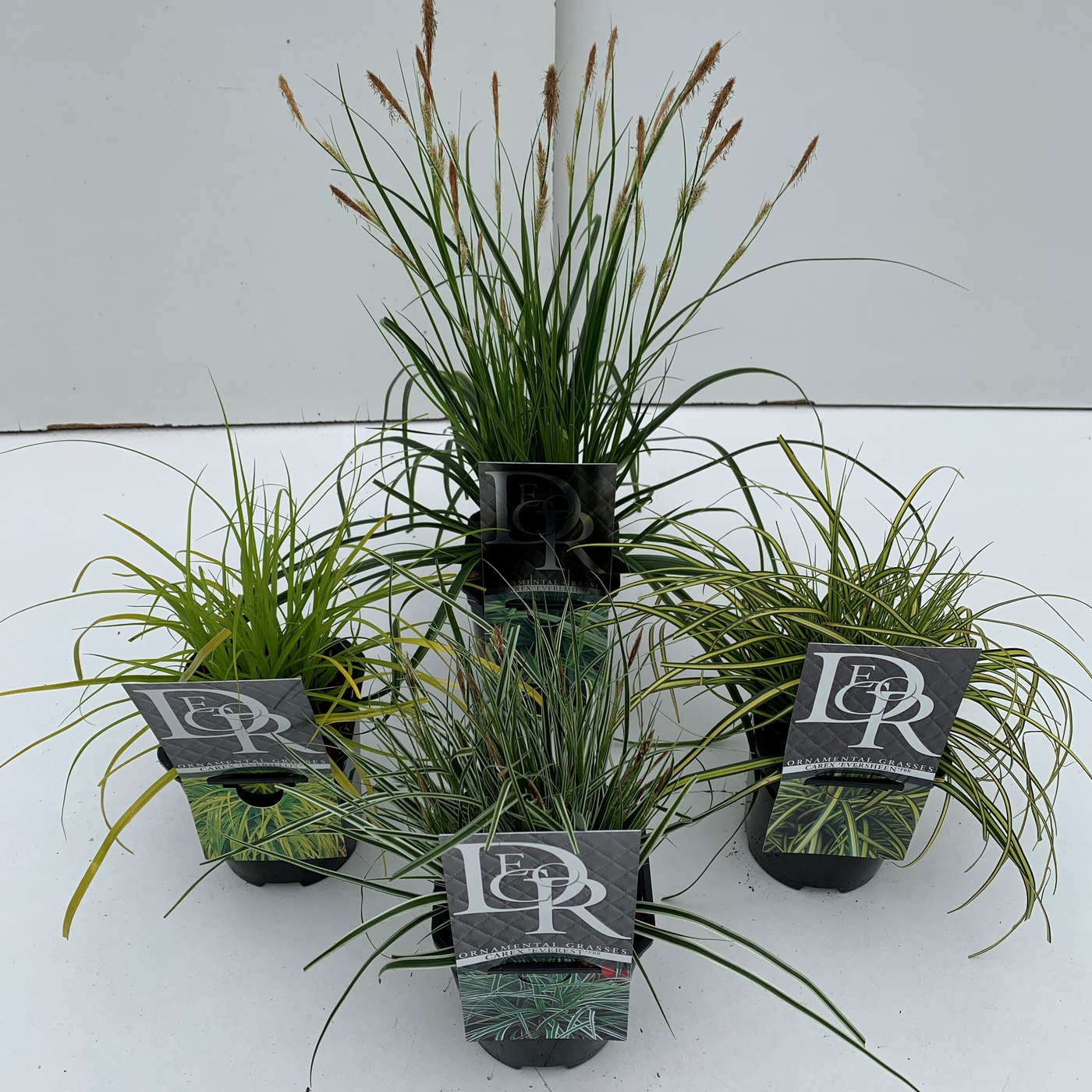 Planta naturala H25cm Carex mix exclusief PS13/ in pamant