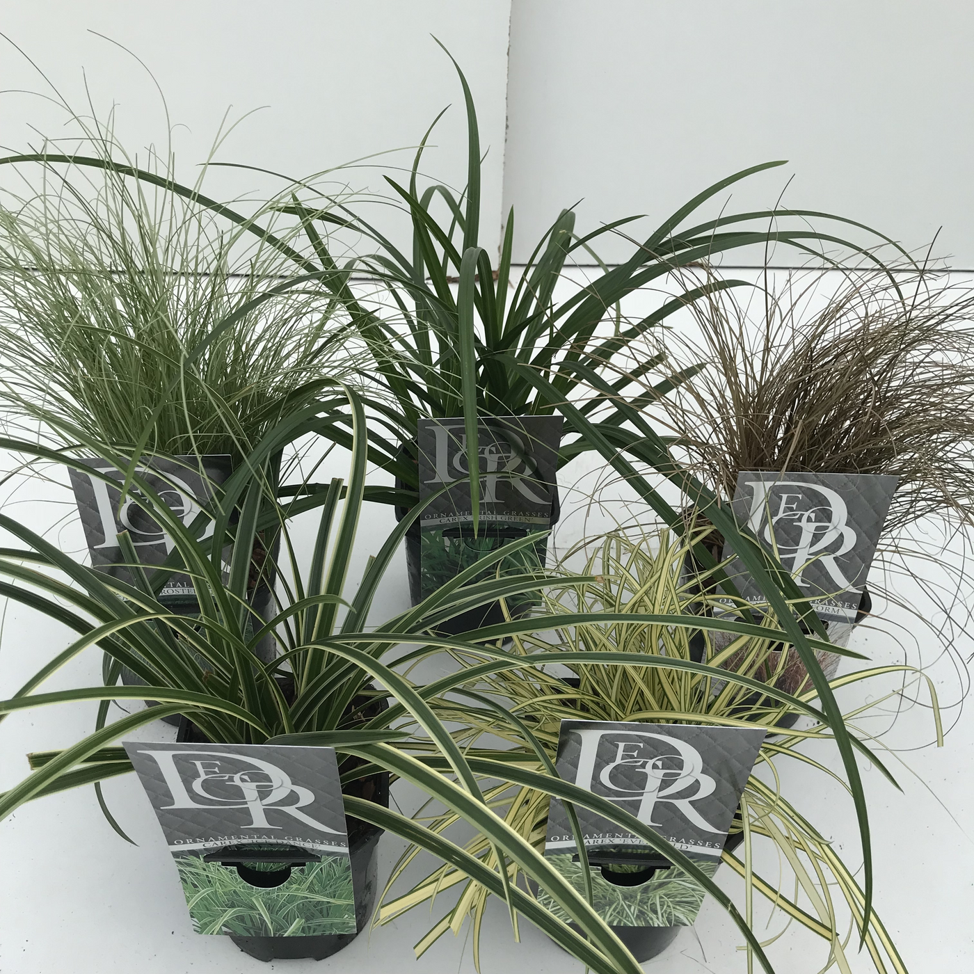 Planta naturala H25cm Carex mix PS13/ in pamant