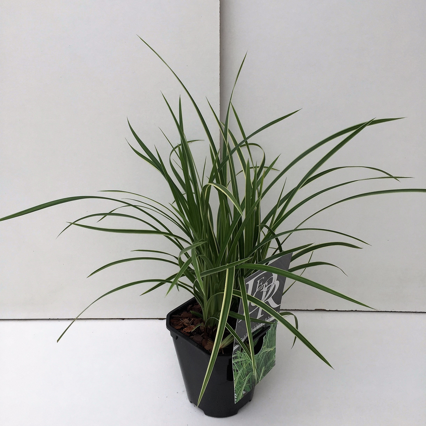 Planta naturala H25cm Carex morrowii 'Ice Dance' PS13/ in pamant