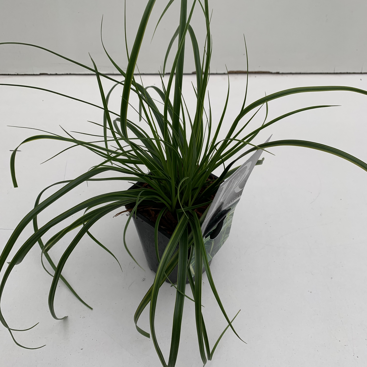 Planta naturala H25cm Carex oshimensis 'Evercolor Everlime' PS13/ in pamant
