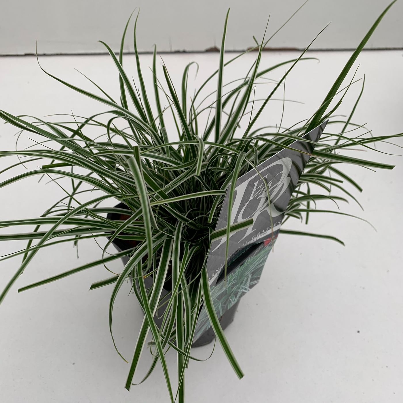 Planta naturala H25cm Carex oshimensis 'Everest' PS13/ in pamant