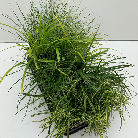 Planta naturala H25cm Carex oshimensis 'Evergold' mix tray PS13/ in pamant