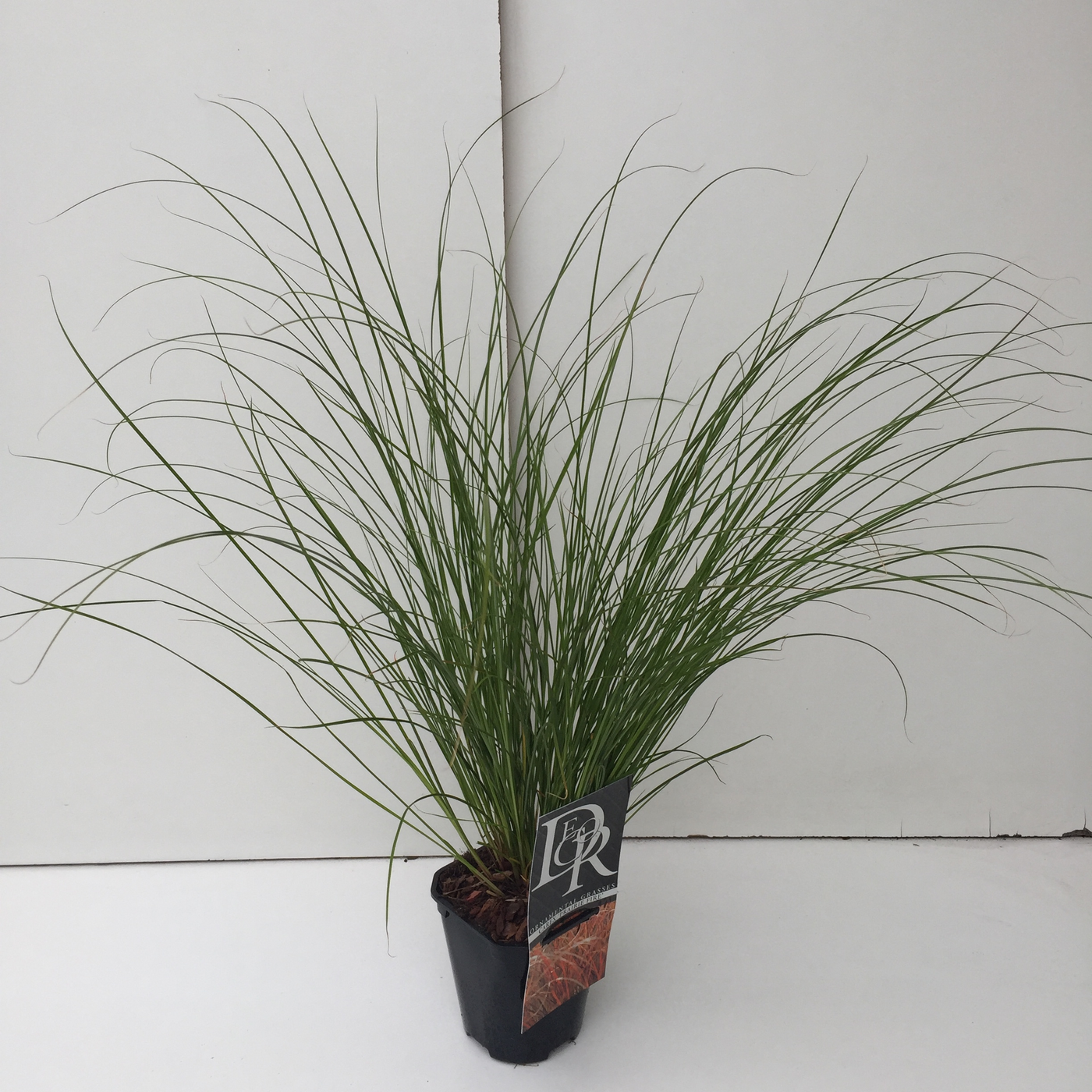 Planta naturala H25cm Carex 'Prairy Fire' PS13/ in pamant