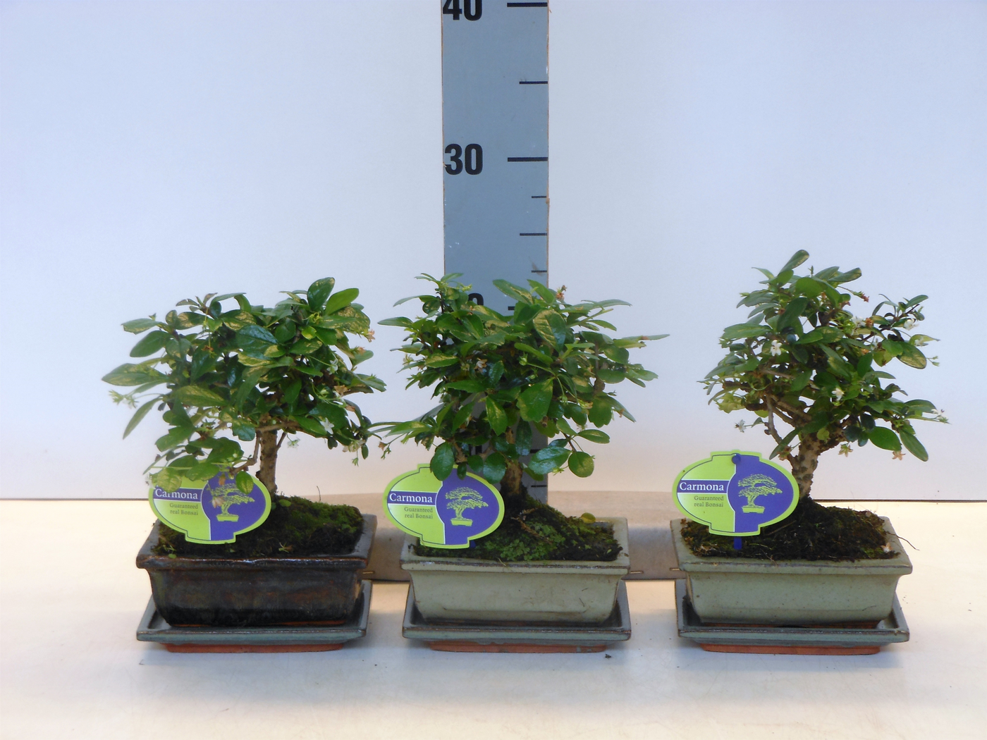Planta naturala H25cm Carmona retusa Bonsai PS15/ in pamant