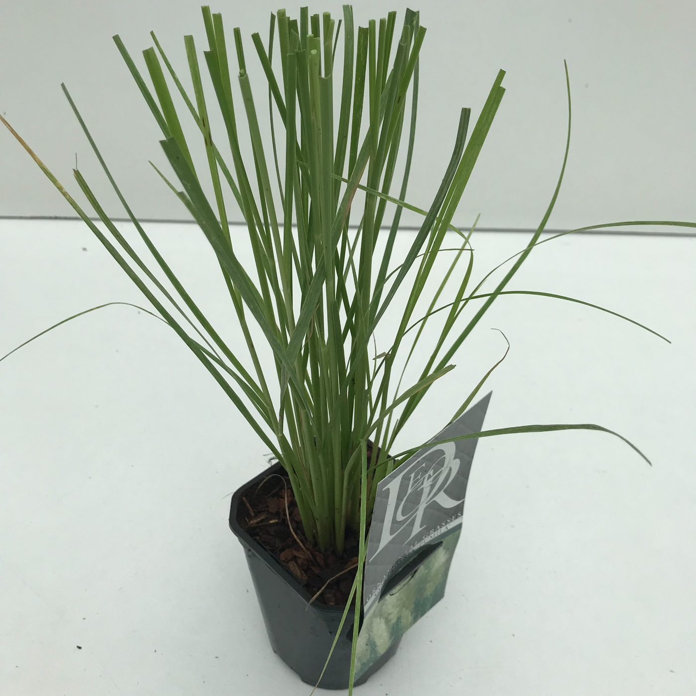 Planta naturala H25cm Cortaderia selloana 'Pumila' PS13/ in pamant