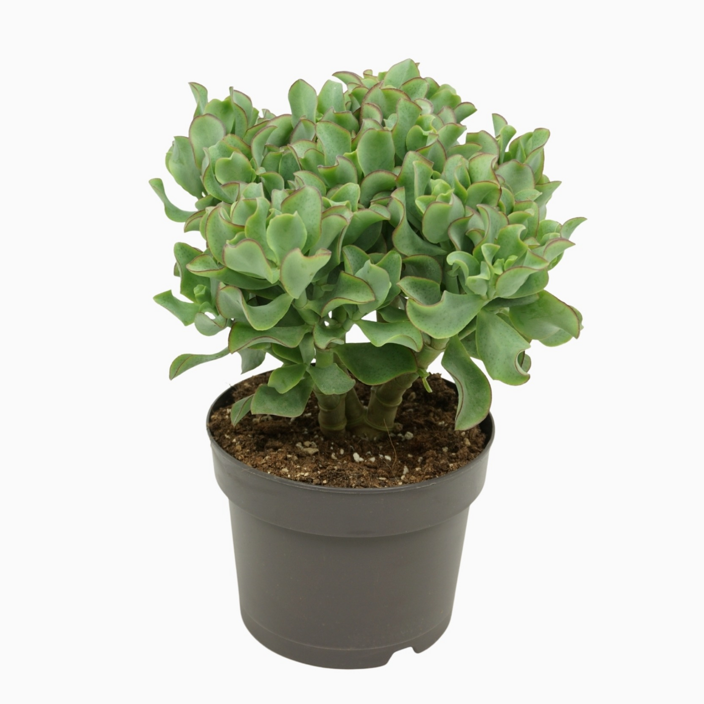 Planta naturala H25cm Crassula arborescens subsp. undilatifolia 'Curly' PS17/ in pamant