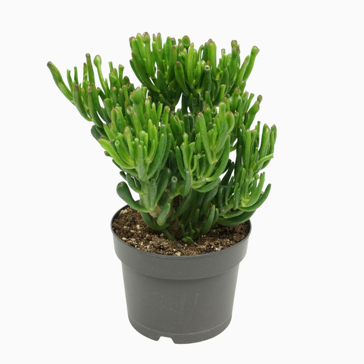 Planta naturala H25cm Crassula ovata 'Gollum' PS17/ in pamant