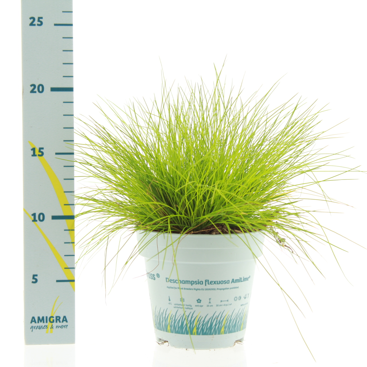 Planta naturala H25cm Deschampsia flexuosa 'Amilime' PS10/ in pamant