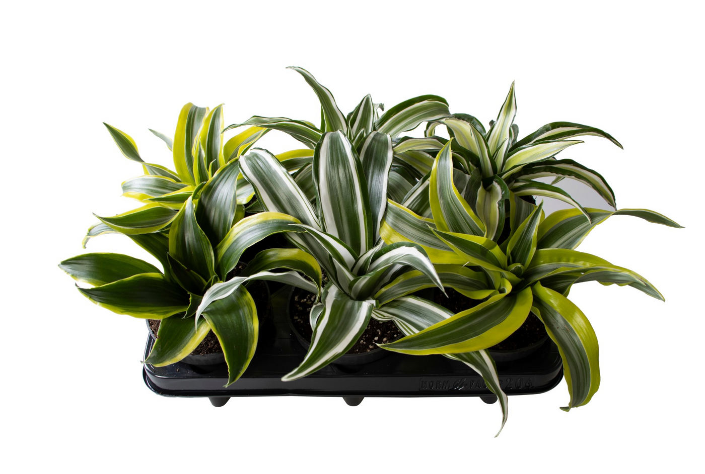 Planta naturala H25cm Dracaena Dragontree mix PS12/ in pamant