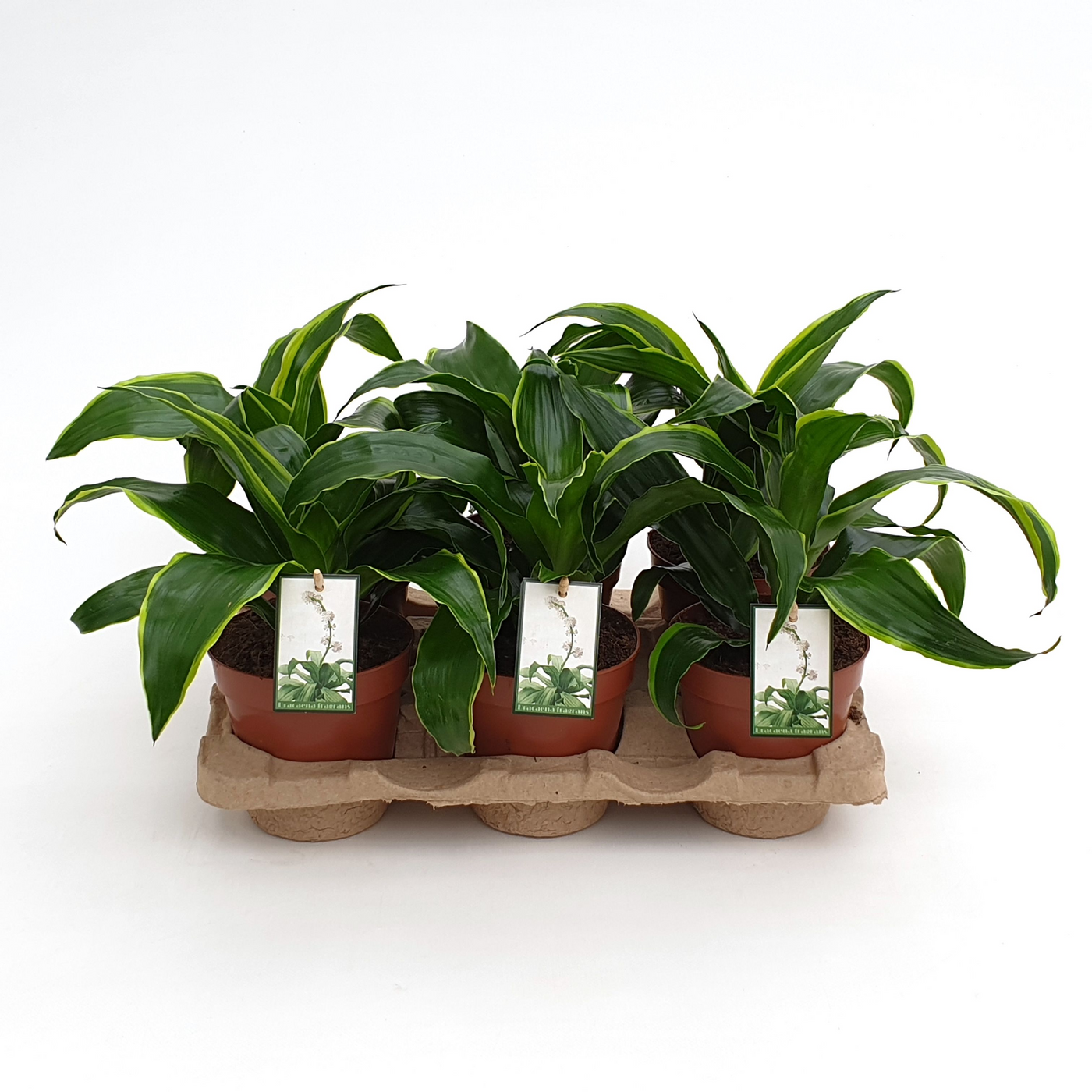 Planta naturala H25cm Dracaena fragrans 'Dorado' PS12/ in pamant