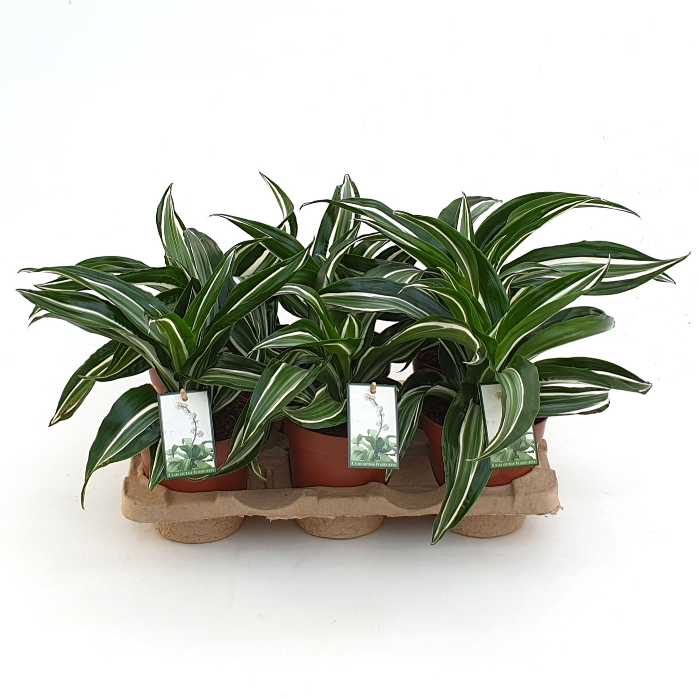 Planta naturala H25cm Dracaena fragrans 'Jade Jewel' PS12/ in pamant