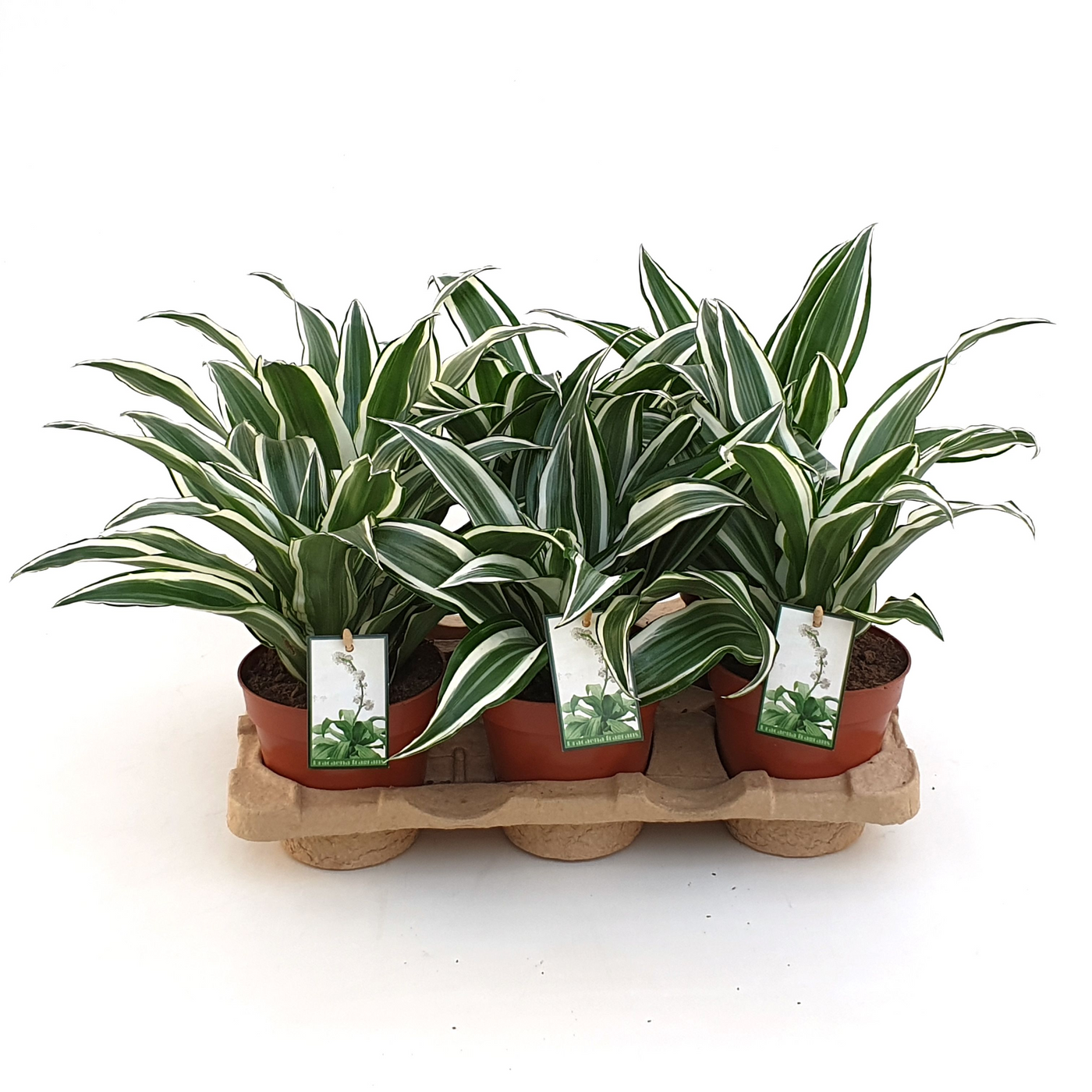 Planta naturala H25cm Dracaena fragrans White Jewel PS12/ in pamant