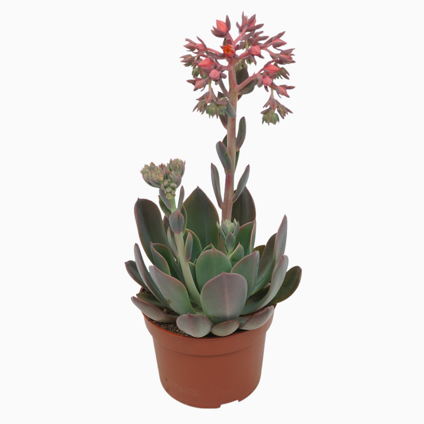 Planta naturala H25cm Echeveria Blue Prince PS10/ in pamant