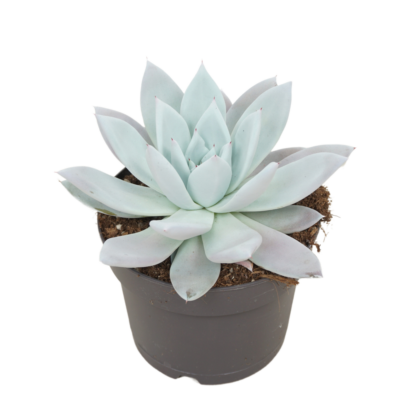 Planta naturala H25cm Echeveria 'Mexican Giant' PS17/ in pamant