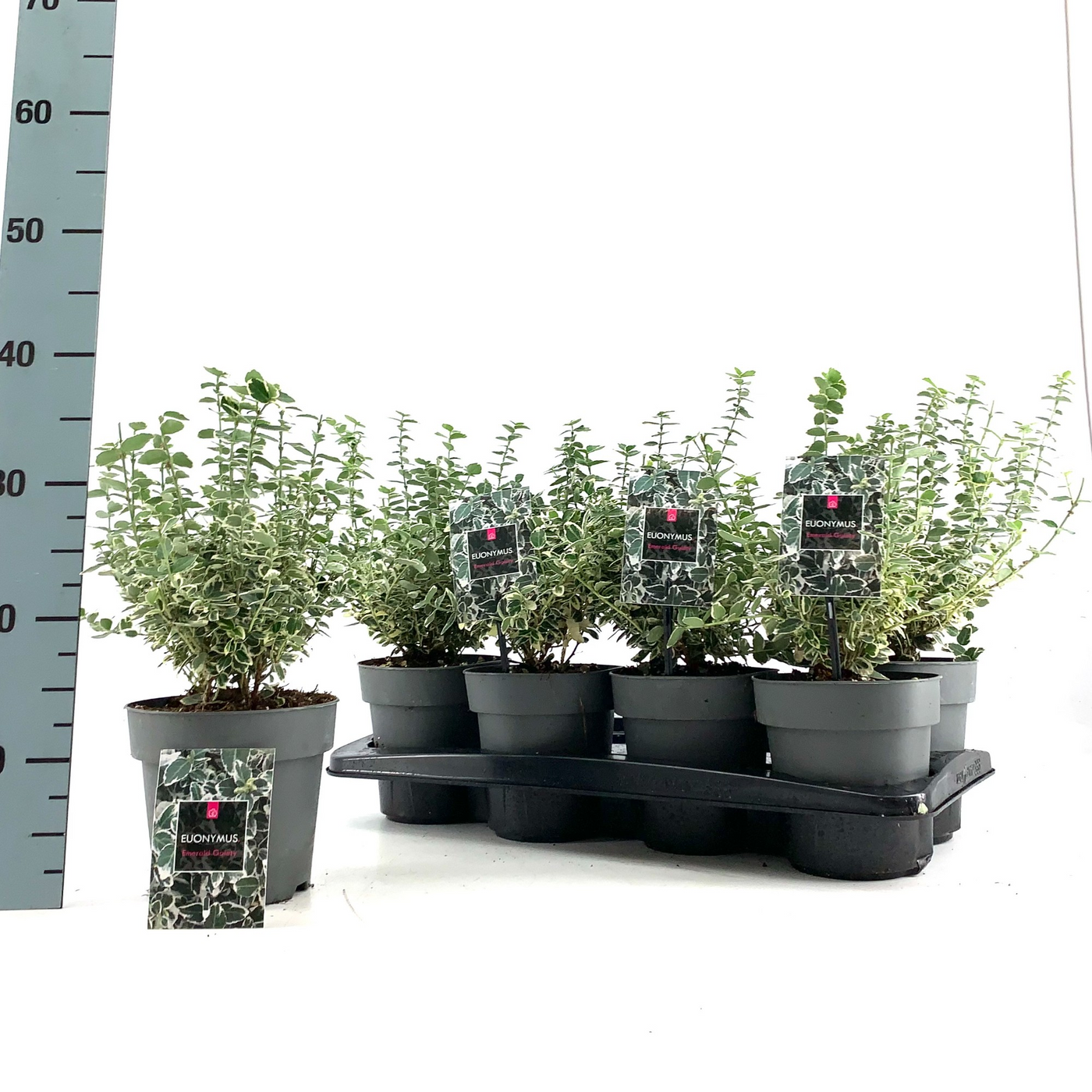 Planta naturala H25cm Euonymus fortunei 'Emerald Gaiety' PS15/ in pamant