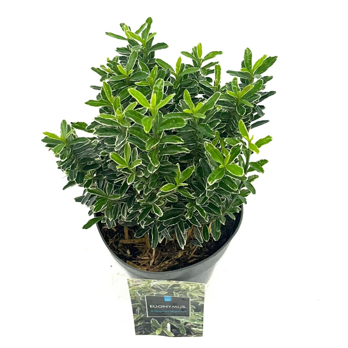 Planta naturala H25cm Euonymus japonicus 'Microphyllus Albovariegatus' PS15/ in pamant