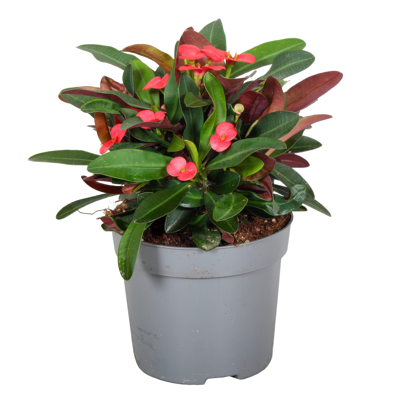 Planta naturala H25cm Euphorbia (Milii Grp) Maxi Olympia PS13/ in pamant