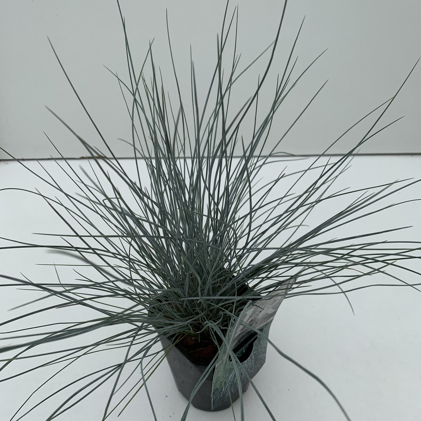 Planta naturala H25cm Festuca glauca 'Elijah Blue' PS13/ in pamant