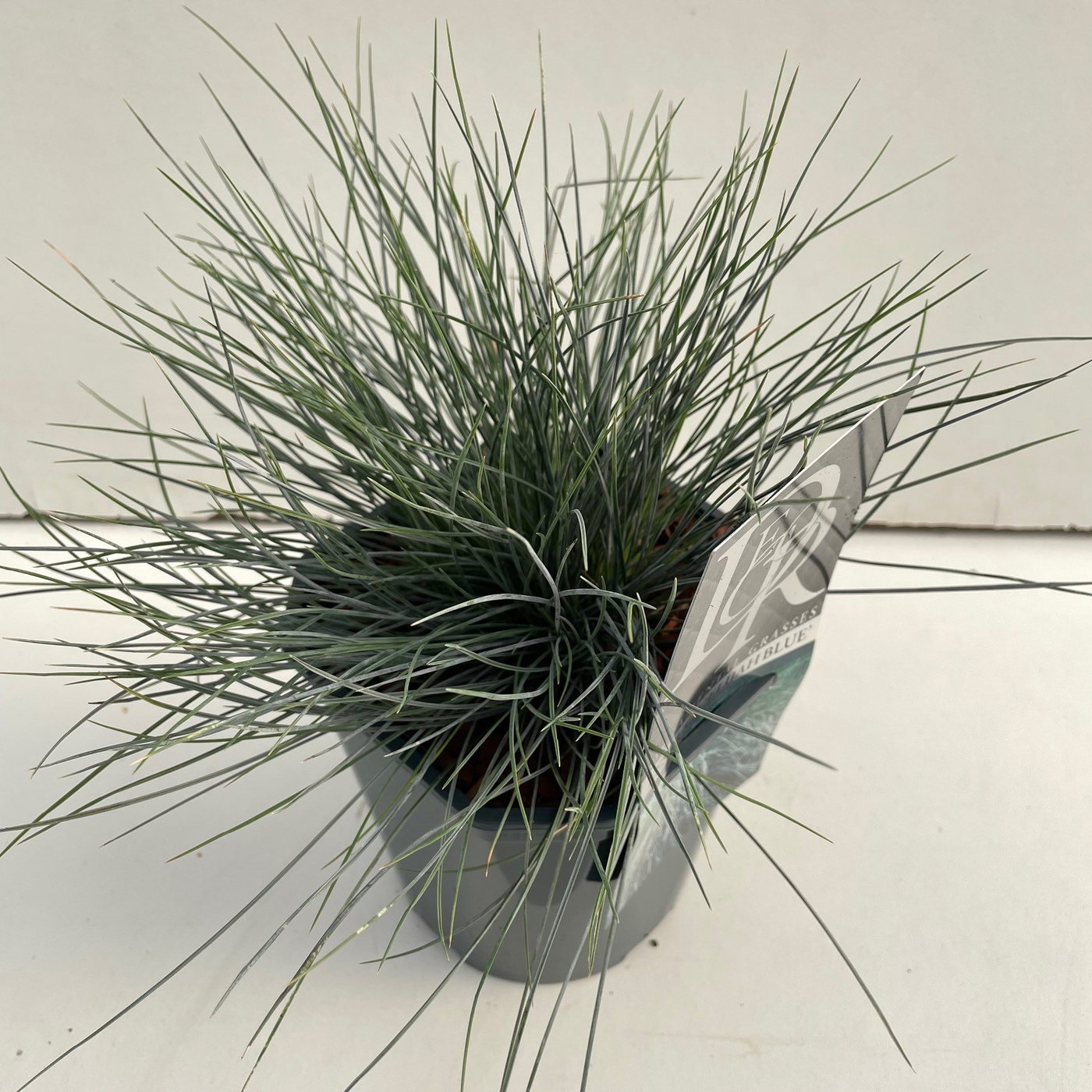 Planta naturala H25cm Festuca glauca 'Elijah Blue' PS17/ in pamant
