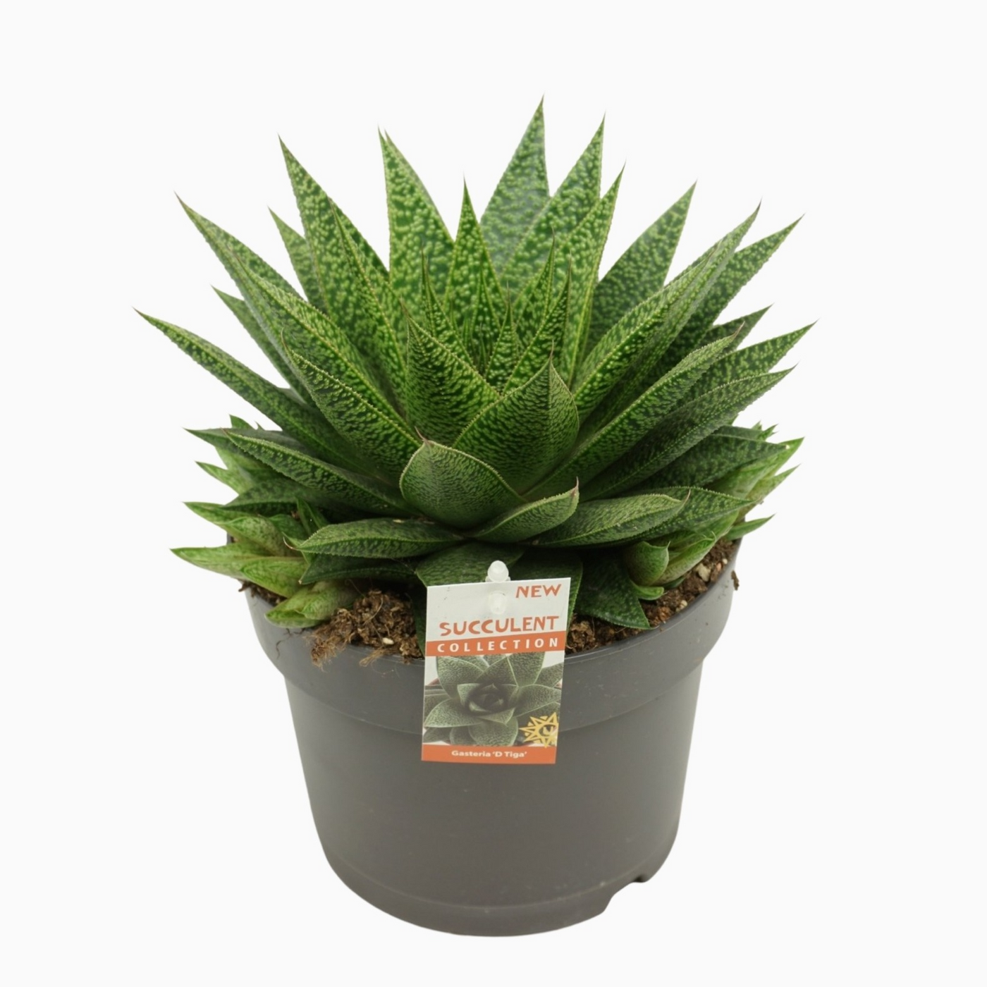 Planta naturala H25cm Gasteria 'D Tiga' PS17/ in pamant